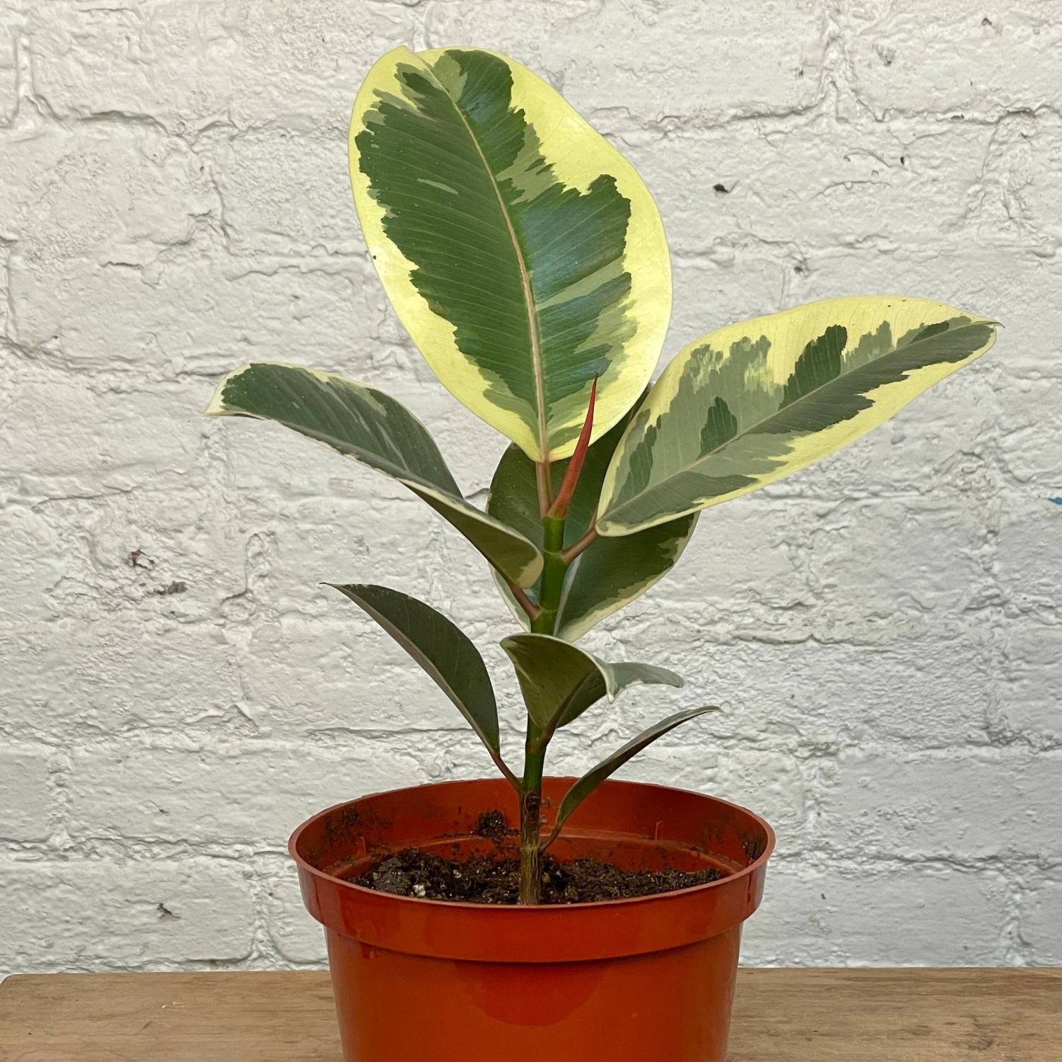 Rubber Plant - Ficus Decora Tineke 1 Rubber Plant - Ficus Decora Tineke