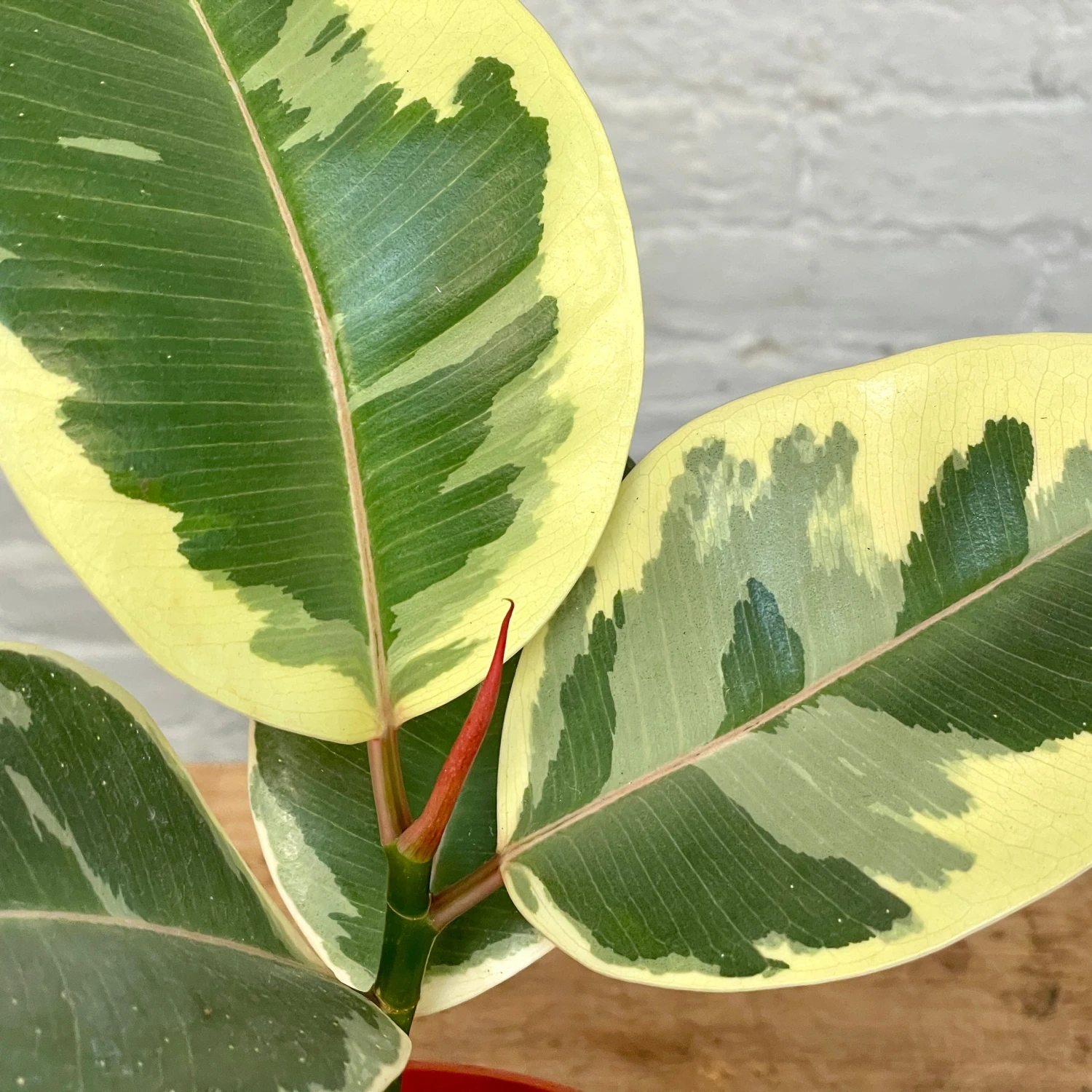 Rubber Plant - Ficus Decora Tineke 2 Rubber Plant - Ficus Decora Tineke - Image 2