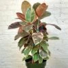 Rubber Plant - Ficus Decora Ruby