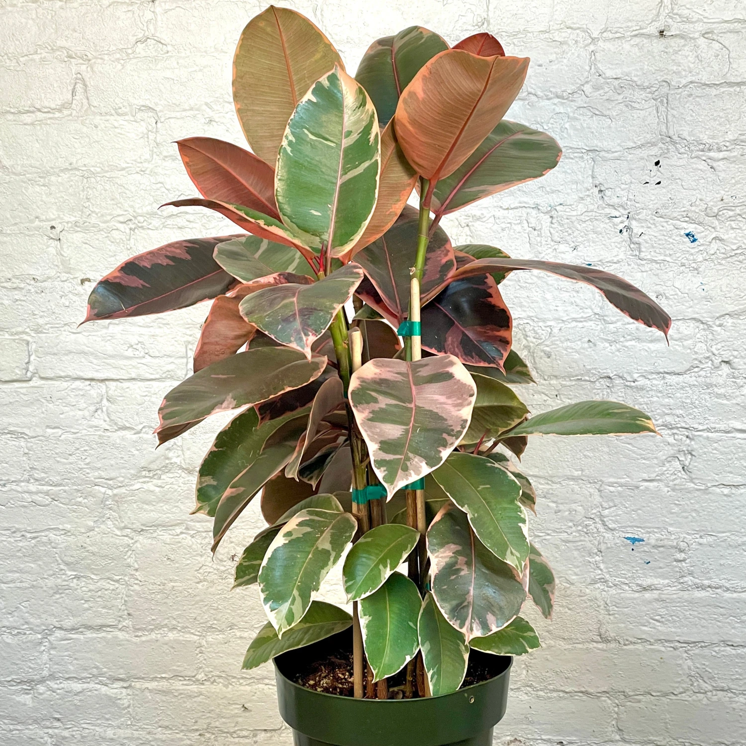 Rubber Plant - Ficus Decora Ruby 1 Rubber Plant - Ficus Decora Ruby
