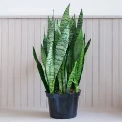 Sansevieria Zeylanica