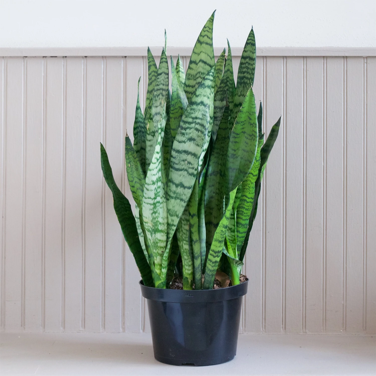 Sansevieria Zeylanica 1 Sansevieria Zeylanica