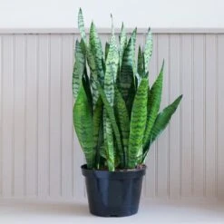 Sansevieria Zeylanica 5 Sansevieria Zeylanica -Cloud-Hidden Plants s753278155256112669 p1498 i4 w1949
