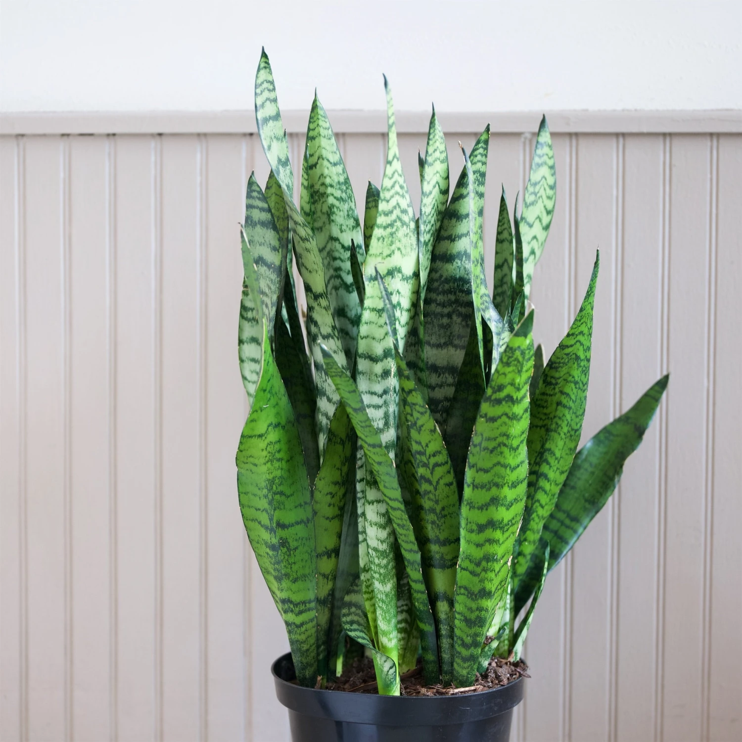 Sansevieria Zeylanica 2 Sansevieria Zeylanica - Image 2