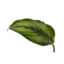 Calathea Beauty Star