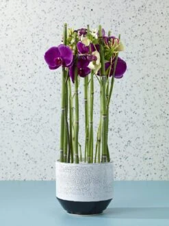 Vanna Pots -Cloud-Hidden Plants s753278155256112669 p1504 i2 w1124