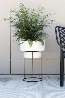 Moa Plant Stand -Cloud-Hidden Plants s753278155256112669 p1506 i5 w799