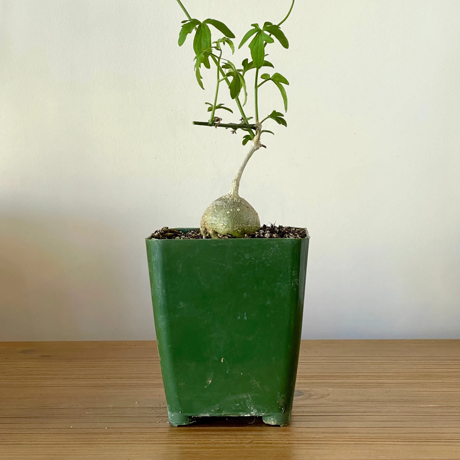 Kedrostis Africana 1 Kedrostis Africana