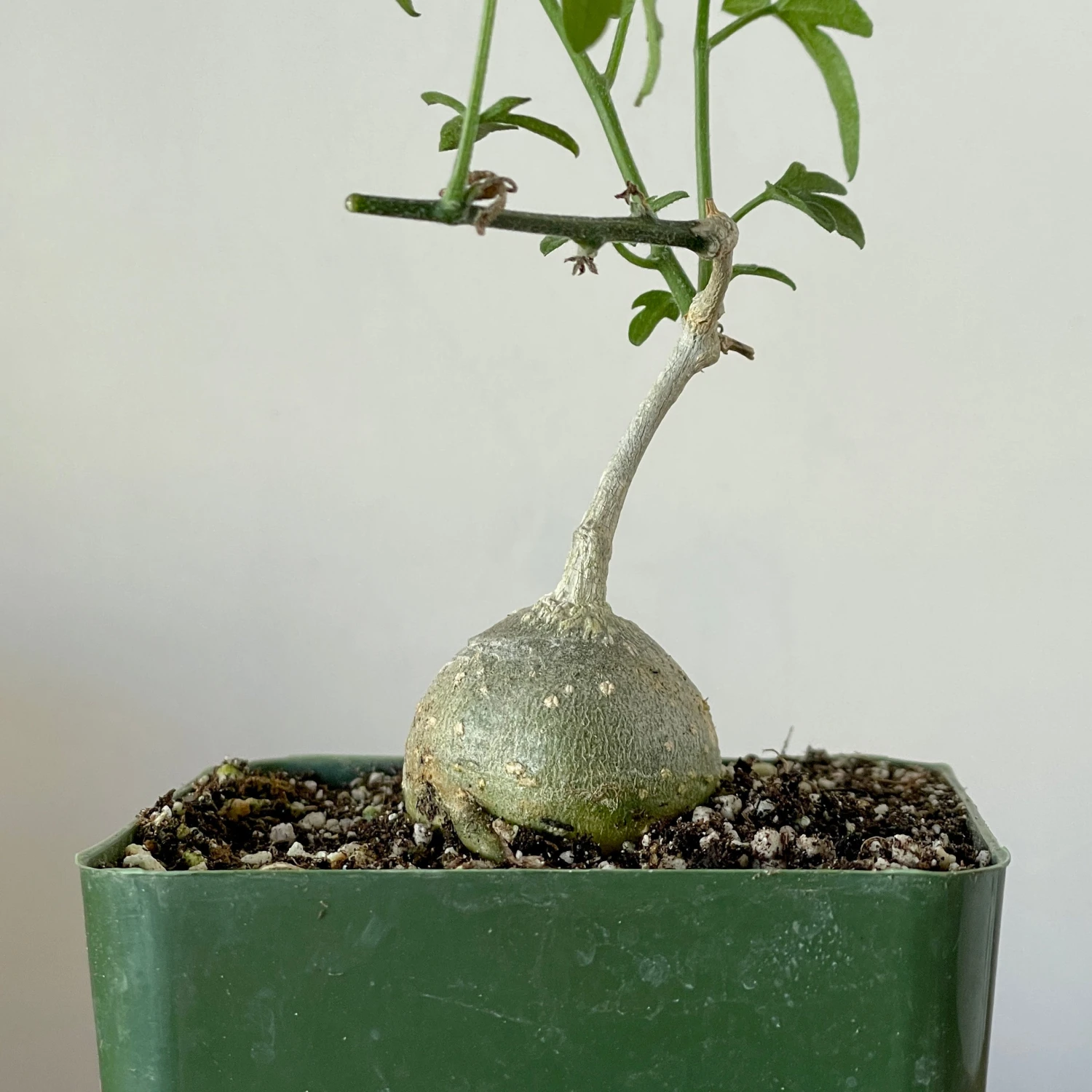 Kedrostis Africana 2 Kedrostis Africana - Image 2