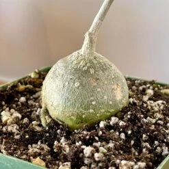 Kedrostis Africana 5 Kedrostis Africana -Cloud-Hidden Plants s753278155256112669 p1515 i3 w2474