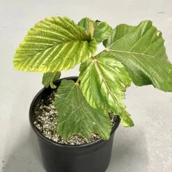 Cloud-Hidden Plants 25 Cloud-Hidden Plants -Cloud-Hidden Plants s753278155256112669 p1516 i2 w2448