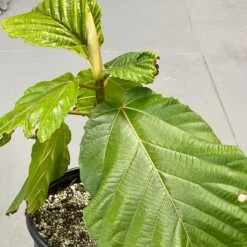 Ficus Dammaropsis 7 Ficus Dammaropsis -Cloud-Hidden Plants s753278155256112669 p1516 i3 w2736