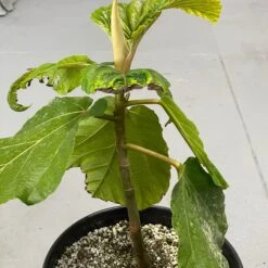 Ficus Dammaropsis 8 Ficus Dammaropsis -Cloud-Hidden Plants s753278155256112669 p1516 i4 w2833