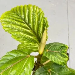 Ficus Dammaropsis 9 Ficus Dammaropsis -Cloud-Hidden Plants s753278155256112669 p1516 i5 w2710