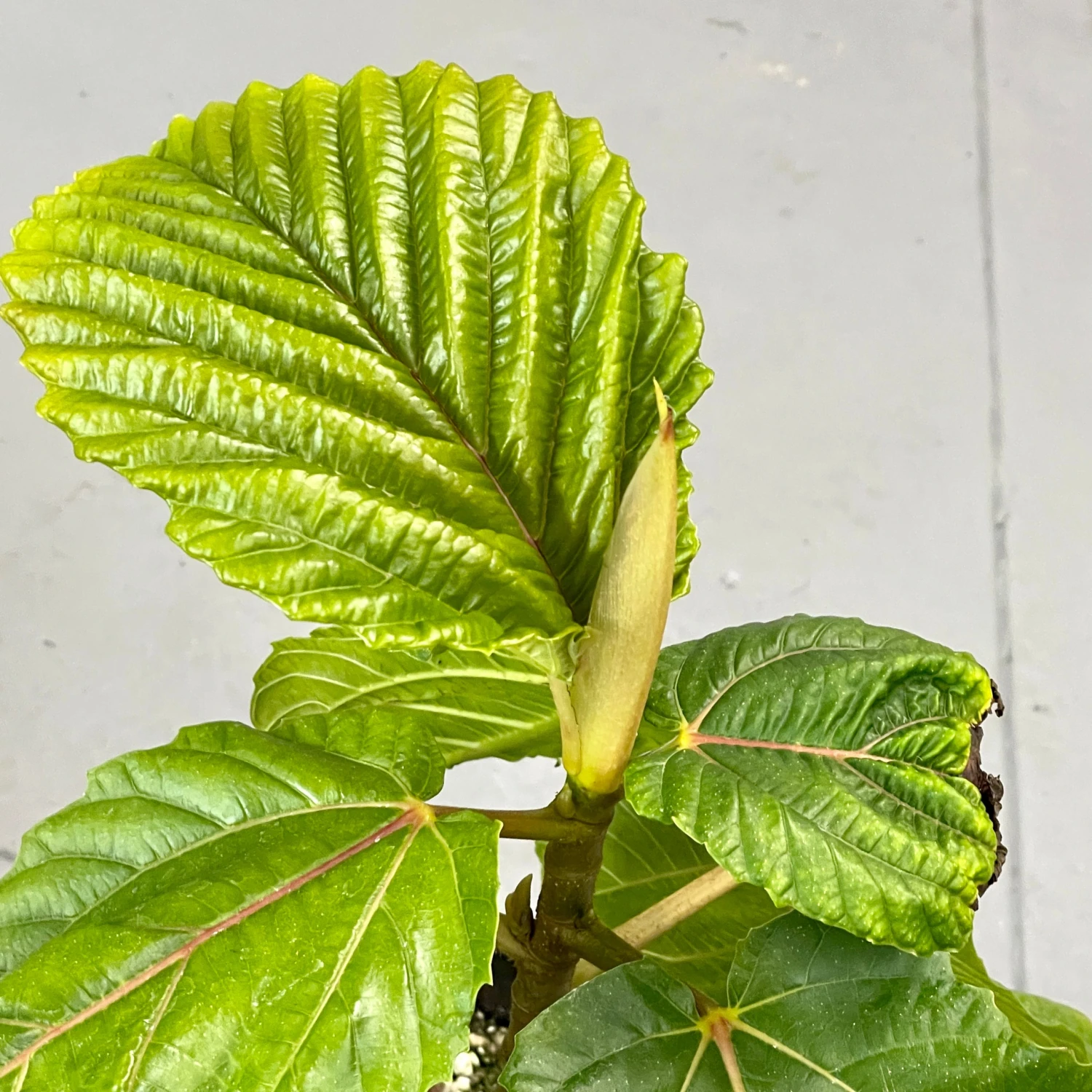 Ficus Dammaropsis 5 Ficus Dammaropsis - Image 5