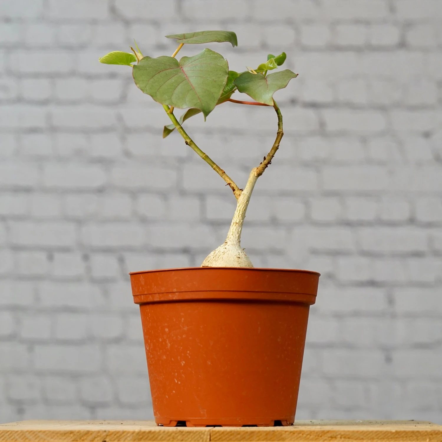 Ficus Petiolaris 2 Ficus Petiolaris - Image 2