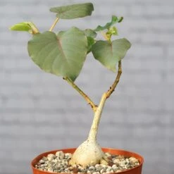 Ficus Petiolaris 9 Ficus Petiolaris -Cloud-Hidden Plants s753278155256112669 p1520 i3 w3866