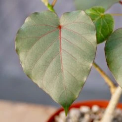 Ficus Petiolaris 10 Ficus Petiolaris -Cloud-Hidden Plants s753278155256112669 p1520 i4 w4000