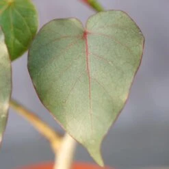 Ficus Petiolaris 11 Ficus Petiolaris -Cloud-Hidden Plants s753278155256112669 p1520 i5 w4000