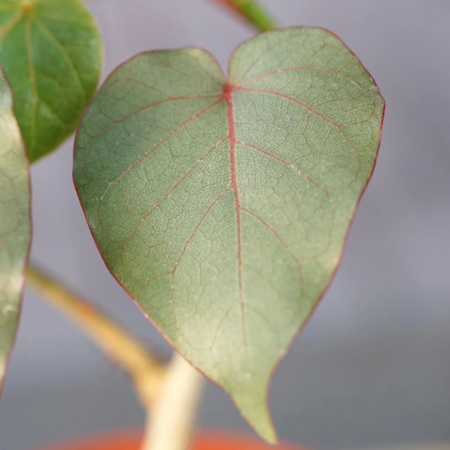 Ficus Petiolaris 5 Ficus Petiolaris - Image 5