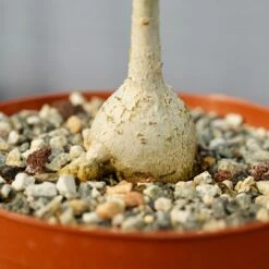 Ficus Petiolaris 12 Ficus Petiolaris -Cloud-Hidden Plants s753278155256112669 p1520 i6 w3995