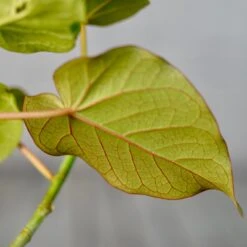 Ficus Petiolaris 13 Ficus Petiolaris -Cloud-Hidden Plants s753278155256112669 p1520 i7 w3995