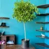 Ficus Amstel King