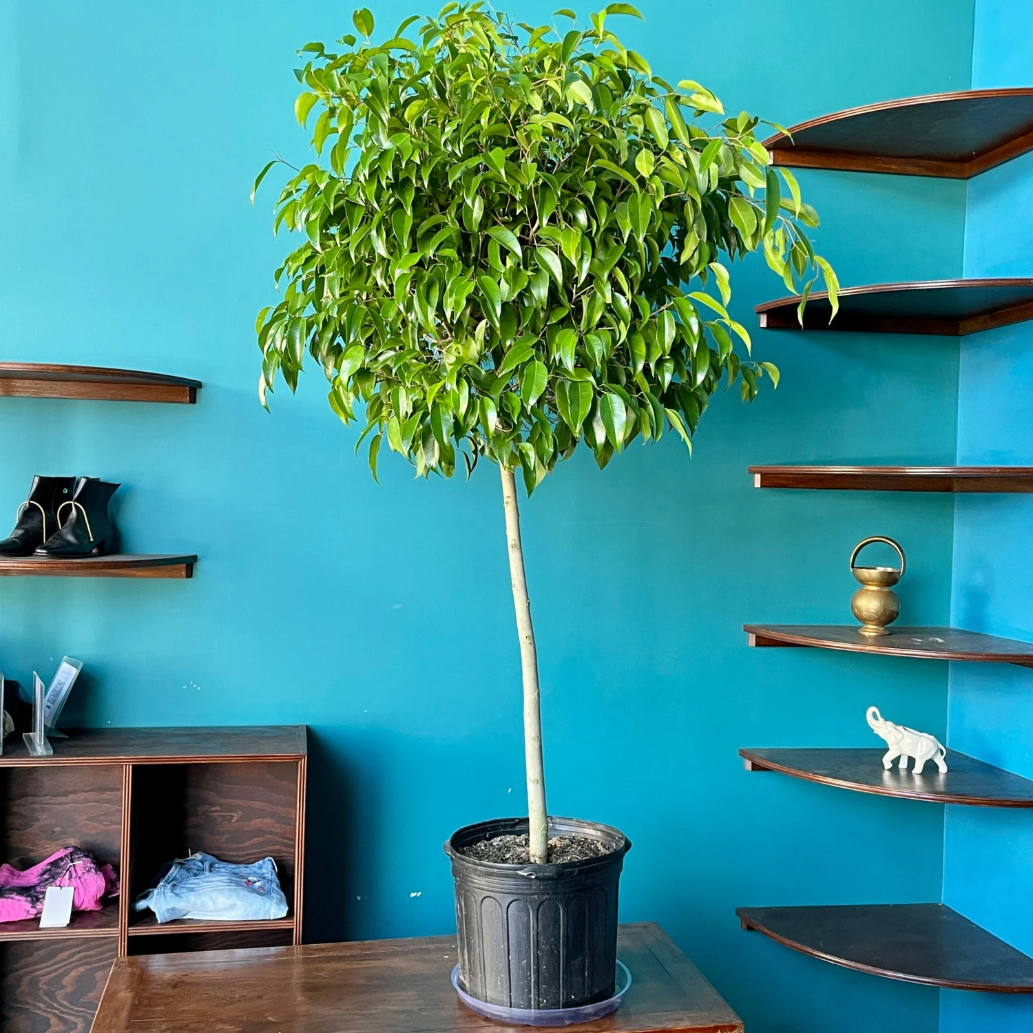 Ficus Amstel King