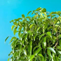 Ficus Amstel King 5 Ficus Amstel King -Cloud-Hidden Plants s753278155256112669 p1527 i2 w3024