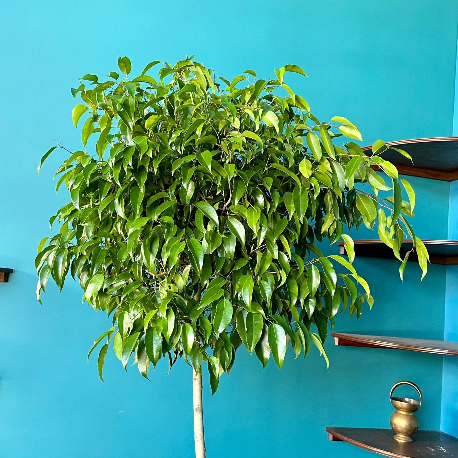 Ficus Amstel King 2 Ficus Amstel King - Image 2