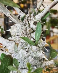 Large Boojum Fouquieria Columnaris - 8 Inch Pot 10 Large Boojum Fouquieria Columnaris - 8 Inch Pot -Cloud-Hidden Plants s753278155256112669 p1538 i3 w1440