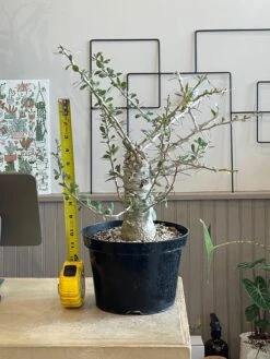 Large Boojum Fouquieria Columnaris - 8 Inch Pot 11 Large Boojum Fouquieria Columnaris - 8 Inch Pot -Cloud-Hidden Plants s753278155256112669 p1538 i4 w3024