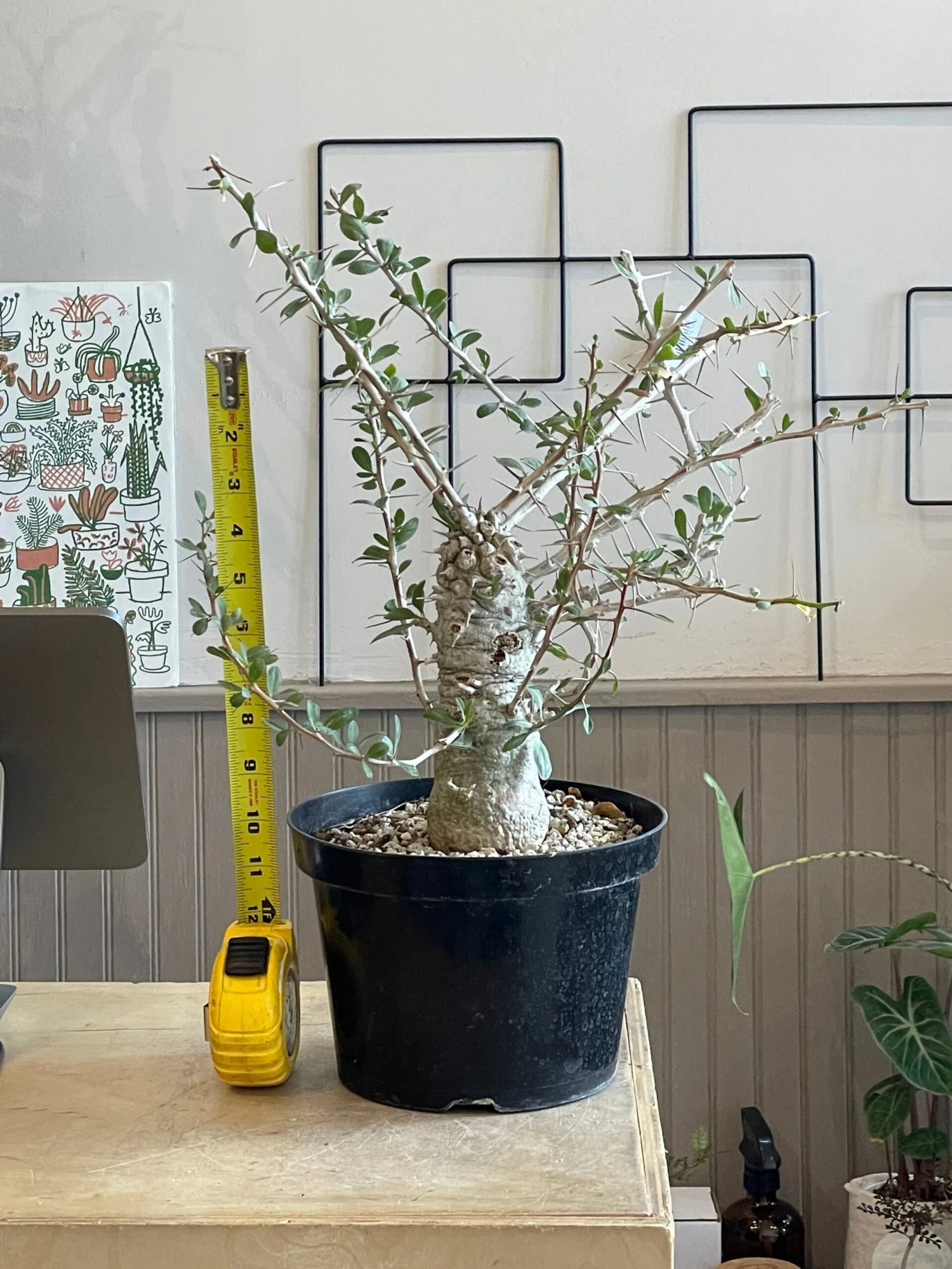 Large Boojum Fouquieria Columnaris - 8 Inch Pot 4 Large Boojum Fouquieria Columnaris - 8 Inch Pot - Image 4