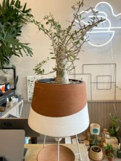 Large Boojum Fouquieria Columnaris - 8 Inch Pot 12 Large Boojum Fouquieria Columnaris - 8 Inch Pot -Cloud-Hidden Plants s753278155256112669 p1538 i5 w3024