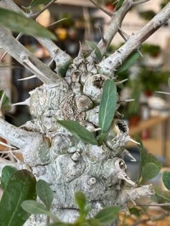 Large Boojum Fouquieria Columnaris - 8 Inch Pot 13 Large Boojum Fouquieria Columnaris - 8 Inch Pot -Cloud-Hidden Plants s753278155256112669 p1538 i6 w3024