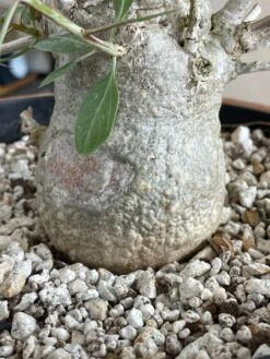 Large Boojum Fouquieria Columnaris - 8 Inch Pot 14 Large Boojum Fouquieria Columnaris - 8 Inch Pot -Cloud-Hidden Plants s753278155256112669 p1538 i7 w3024