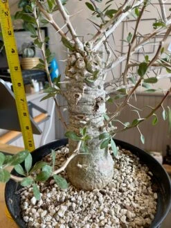 Large Boojum Fouquieria Columnaris - 8 Inch Pot 15 Large Boojum Fouquieria Columnaris - 8 Inch Pot -Cloud-Hidden Plants s753278155256112669 p1538 i8 w3024