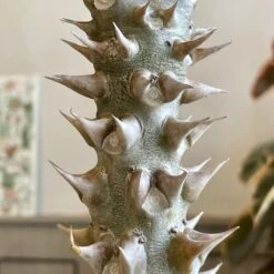 Cloud-Hidden Plants 19 Cloud-Hidden Plants -Cloud-Hidden Plants s753278155256112669 p1545 i2 w2927