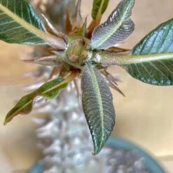 Large Pachypodium Baronii -Cloud-Hidden Plants s753278155256112669 p1545 i3 w3024