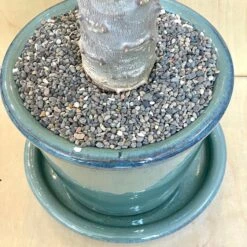 Large Pachypodium Baronii -Cloud-Hidden Plants s753278155256112669 p1545 i4 w3024