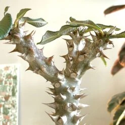 Large Pachypodium Baronii -Cloud-Hidden Plants s753278155256112669 p1545 i5 w2723