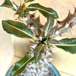Large Pachypodium Baronii -Cloud-Hidden Plants s753278155256112669 p1545 i6 w3024