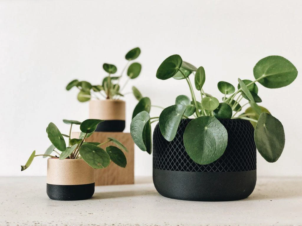 Apple Planter BLACK By Minimum Design 2 Apple Planter BLACK By Minimum Design - Image 2