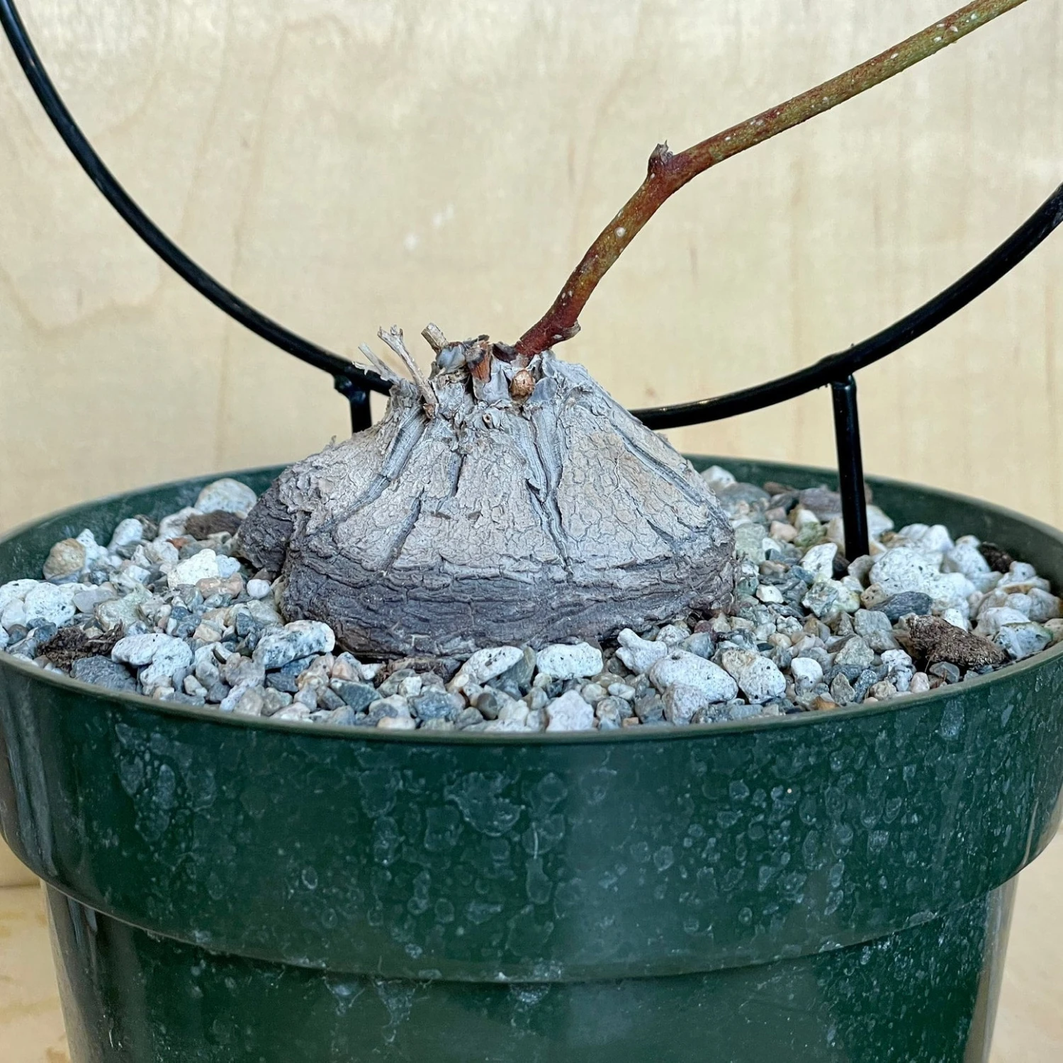 Dioscorea Sylvatica 1 Dioscorea Sylvatica