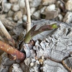 Dioscorea Sylvatica 9 Dioscorea Sylvatica -Cloud-Hidden Plants s753278155256112669 p1567 i2 w2145