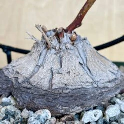 Dioscorea Sylvatica 7 Dioscorea Sylvatica -Cloud-Hidden Plants s753278155256112669 p1567 i3 w2809