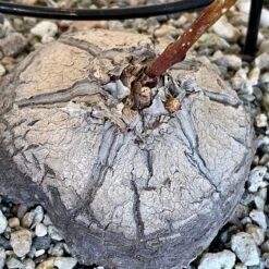 Dioscorea Sylvatica 8 Dioscorea Sylvatica -Cloud-Hidden Plants s753278155256112669 p1567 i5 w2766