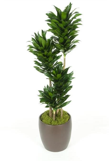 Dracaena Compacta - 5 Gallon Pots 1 Dracaena Compacta - 5 Gallon Pots