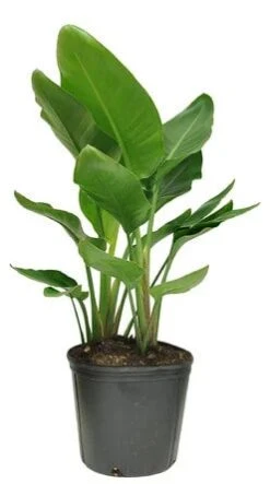 Bird Of Paradise - 10 Inch Pots