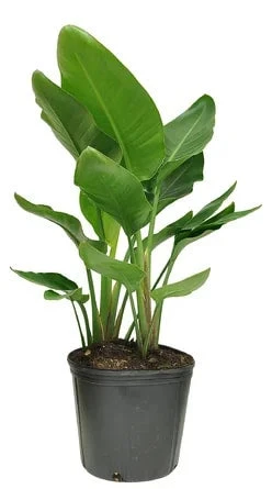 Bird Of Paradise - 10 Inch Pots 1 Bird Of Paradise - 10 Inch Pots